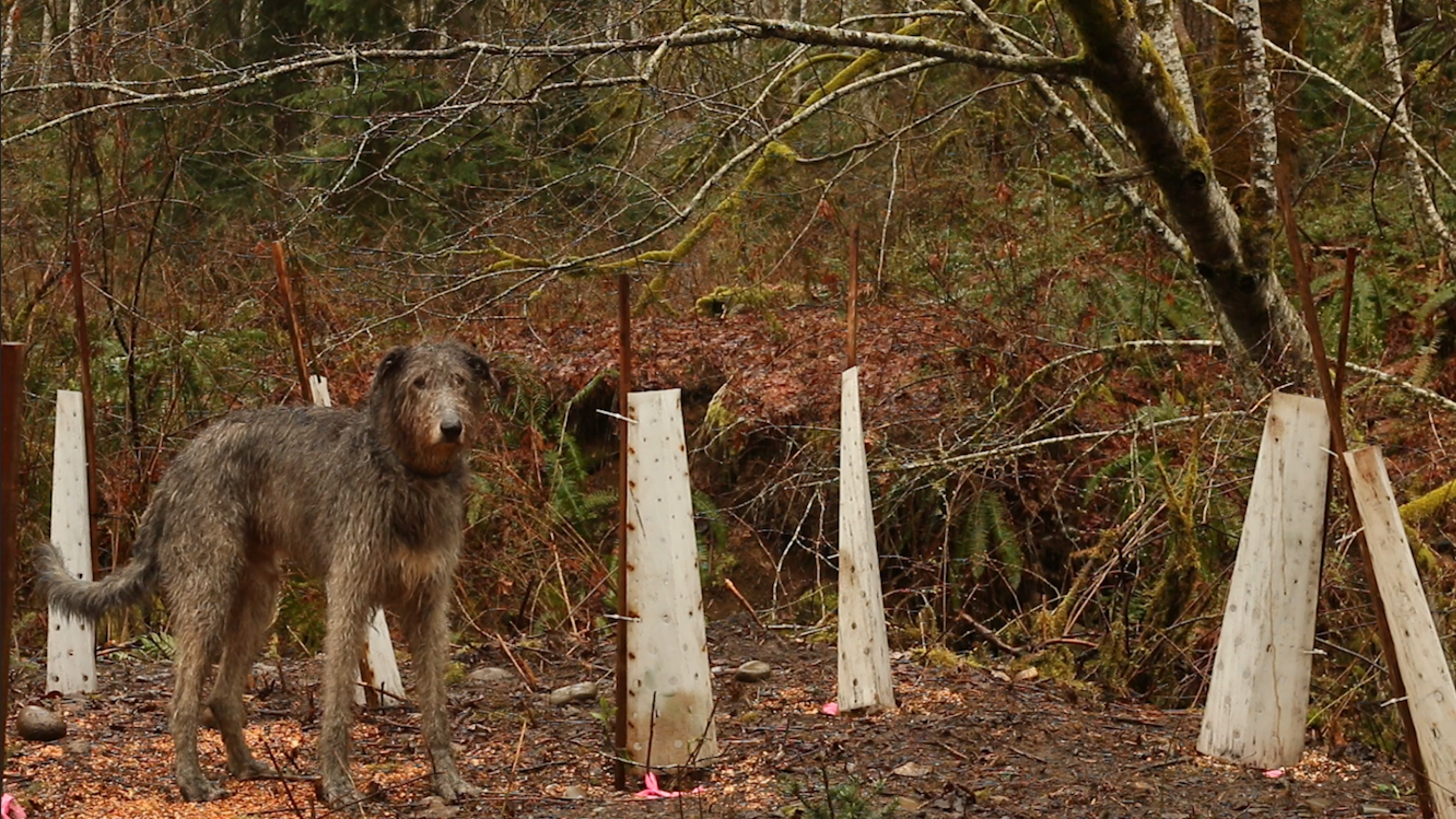 Riparian area newly planted, with a large Irish wolfhound posing.